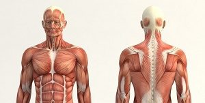 آناتومی اندام فوقانی بدن انسان